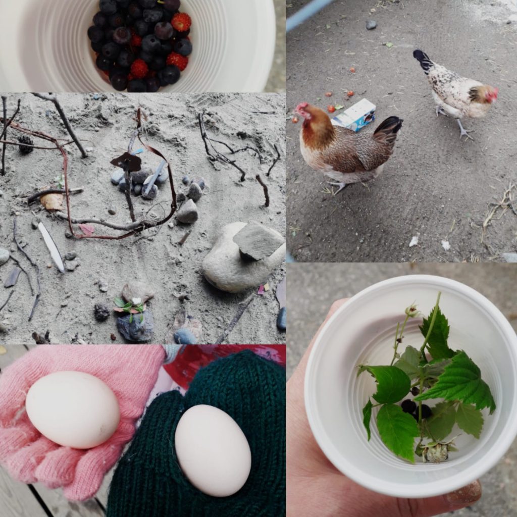 Hyönteisille huvipuisto, kanoille hoivaa ja herkkuja; päiväkodin pihalla kaikki ovat yhtä tärkeitä. Kuva: Reetta Hynynen