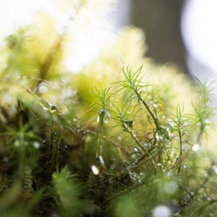 DSC0225022 Pinja Silvonen