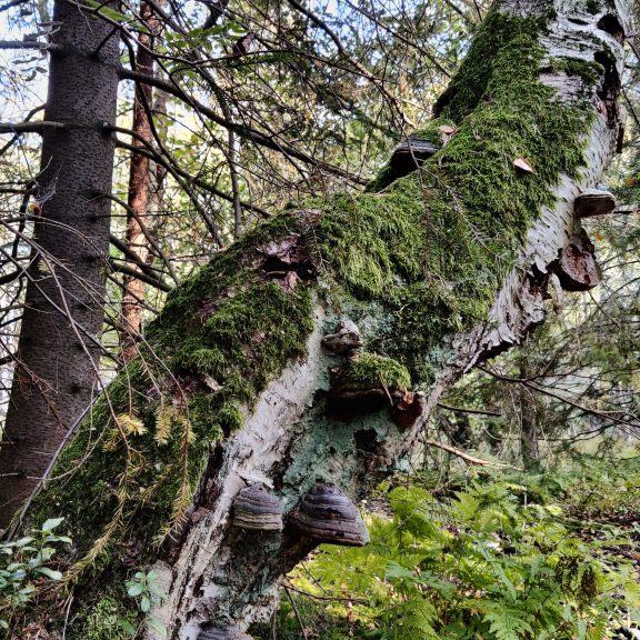 Lahopuu metsässä. Kuvaaja: Alisa Vänttinen/FEE Suomi