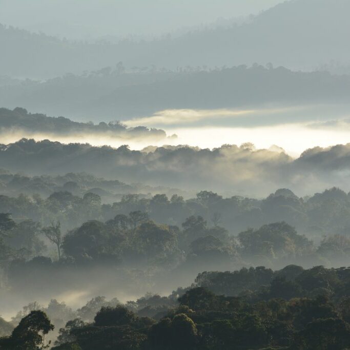 Metsa_AamusumuaCheranganissaKeniassa_TimoKuronen