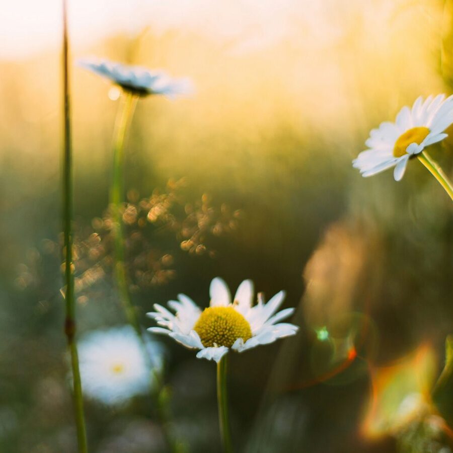 daiga-ellaby-YnNczu62rdk-unsplash
