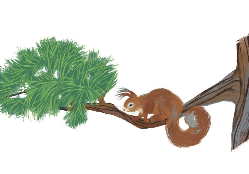 Orava oksalla