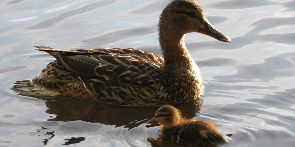 Pääkirjoitukseen_TuoviKurttio-verk2-2019