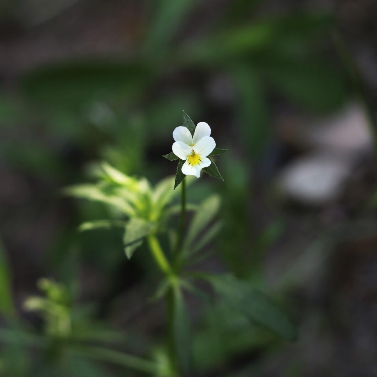 Marianne Saviaho / FEE Suomi