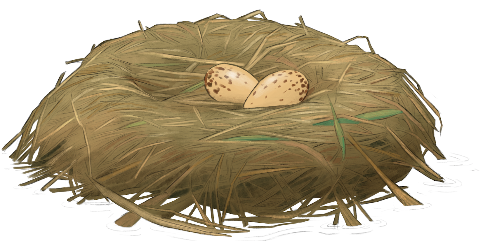 Pesä-kurki-näyttökuva-Maija-Karala-Sieppo