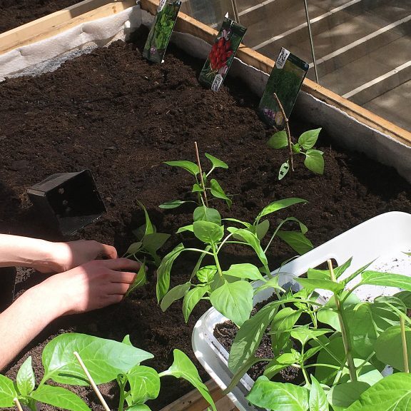 YouthEcoHub_Otaniemenlukio_istutusta