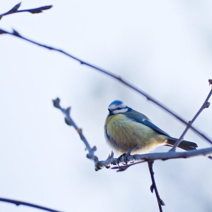 blue-tit-6165213_1920