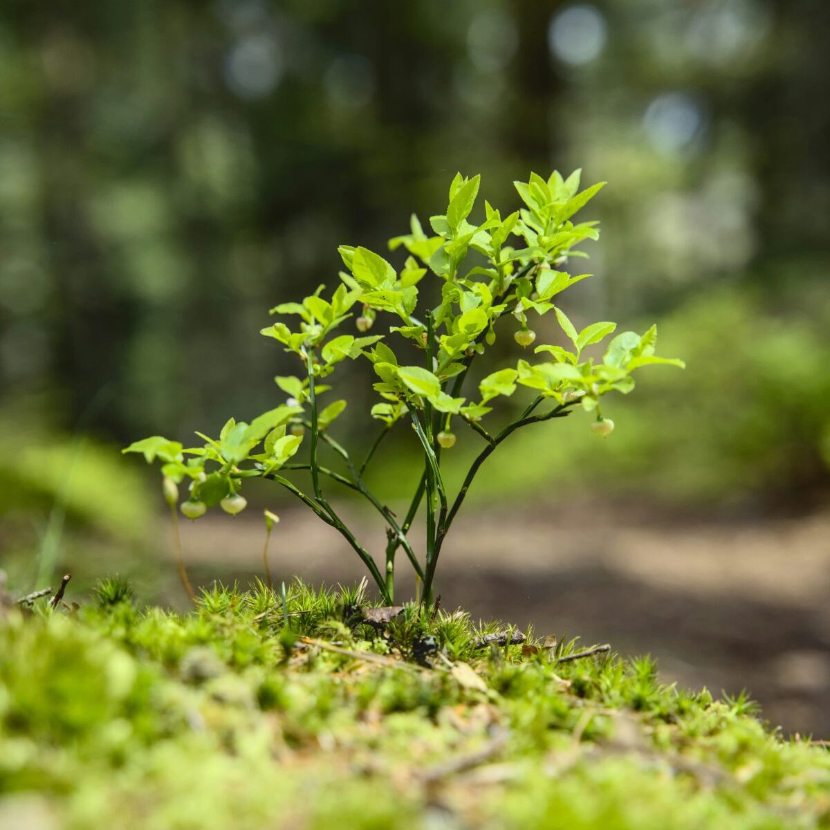 Cubicroot / Unsplash