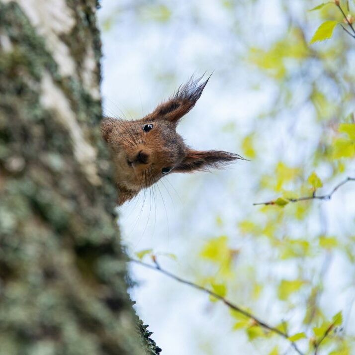 Orava kurkistaa puun takaa.
