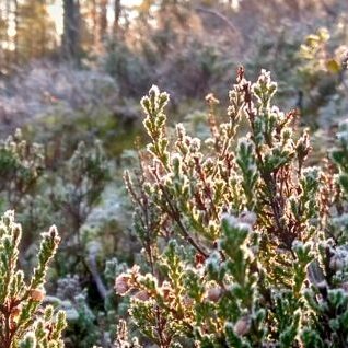 Kuura metsän kanervissa. Kuvaaja: Alisa Vänttinen/FEE Suomi.