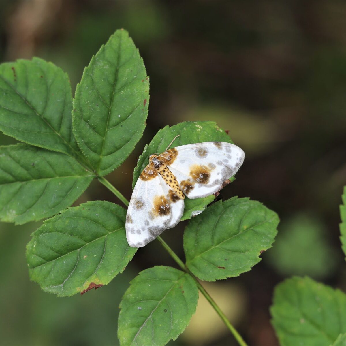 Marianne Saviaho / FEE Suomi