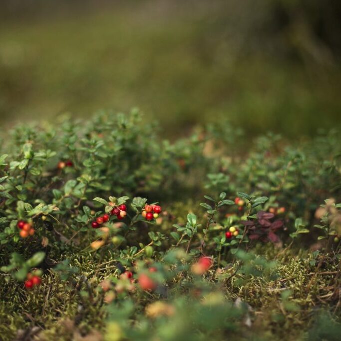 Kuva: Malin K / Unsplash