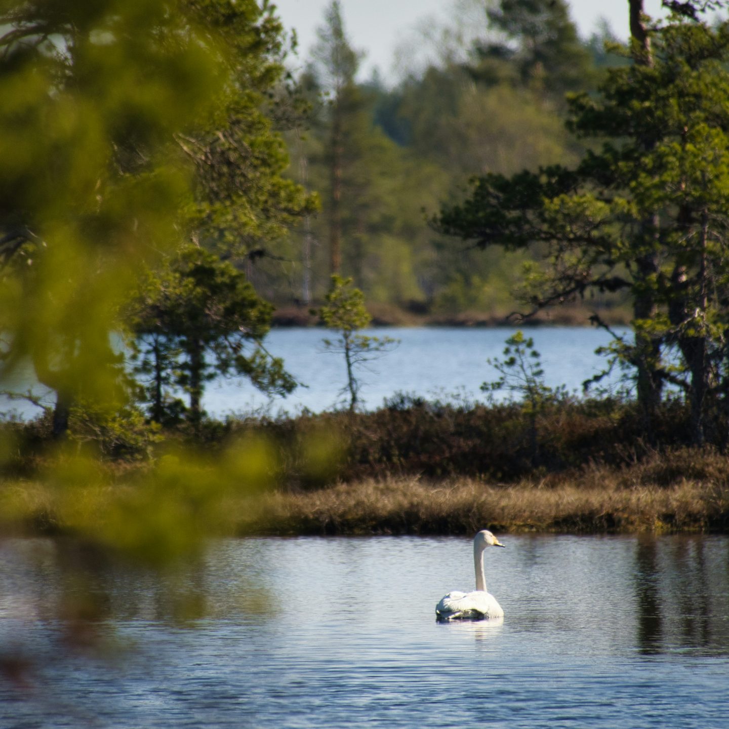 Mika Luoma / Unsplash