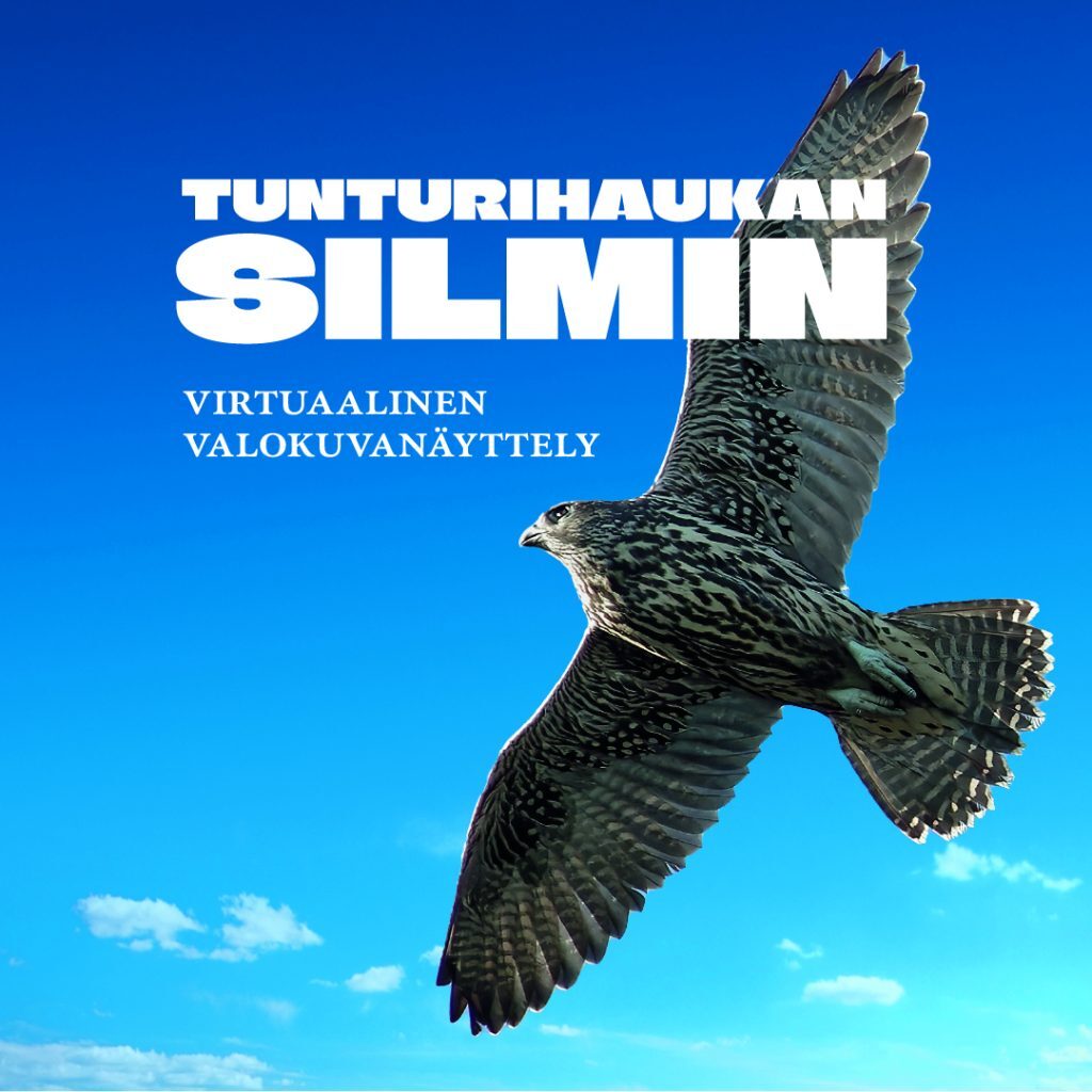 neliö_haukka_virtuaalinen_versio2