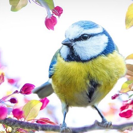 spring-bird-2295434_960_720