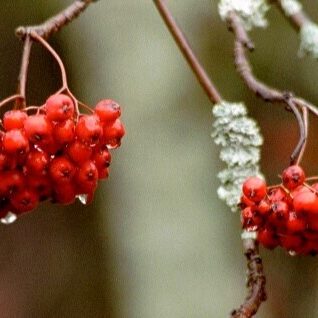 vanhat pihlajanmarjat2