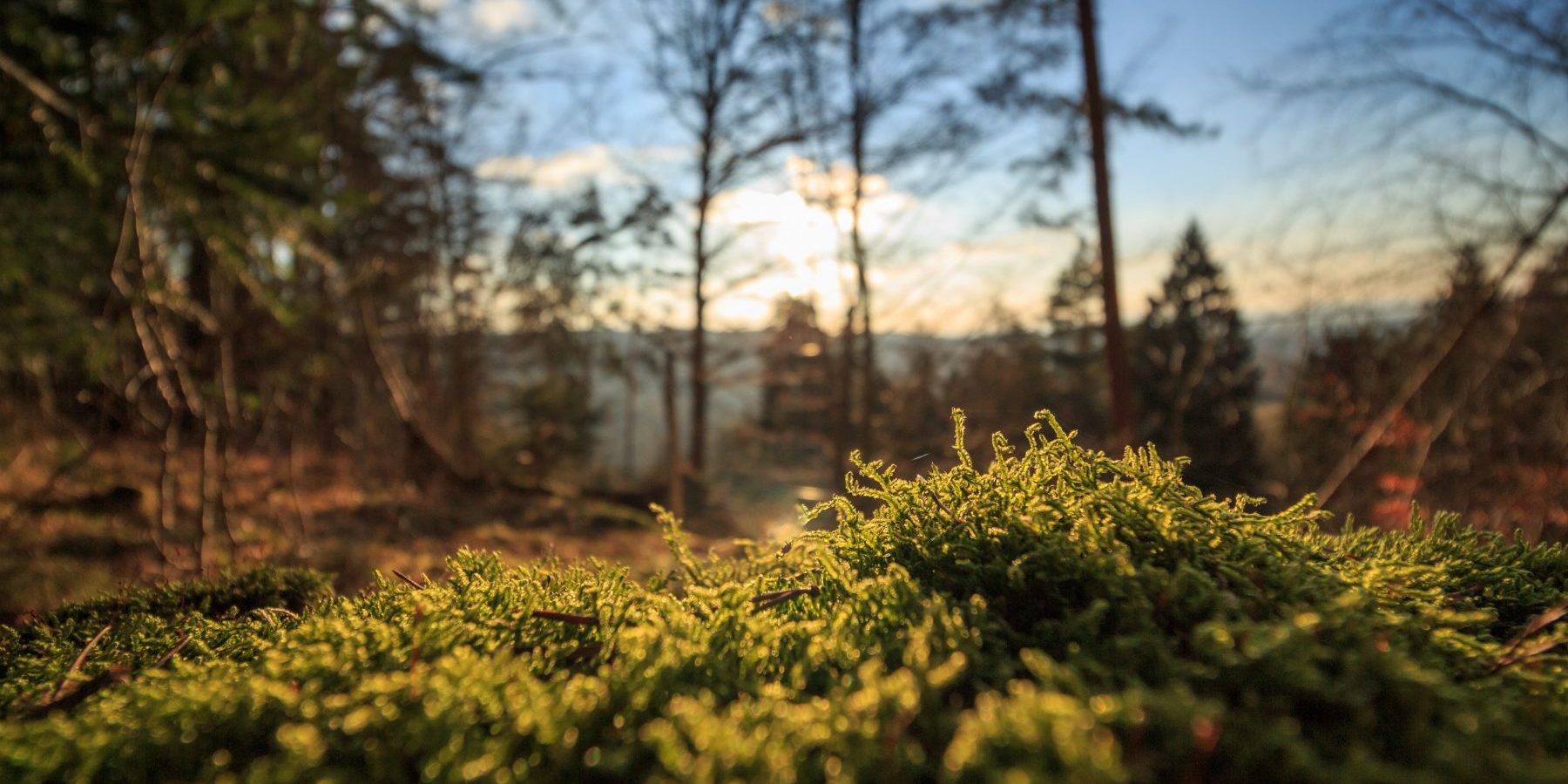 virpi-pääkuva-3-2019